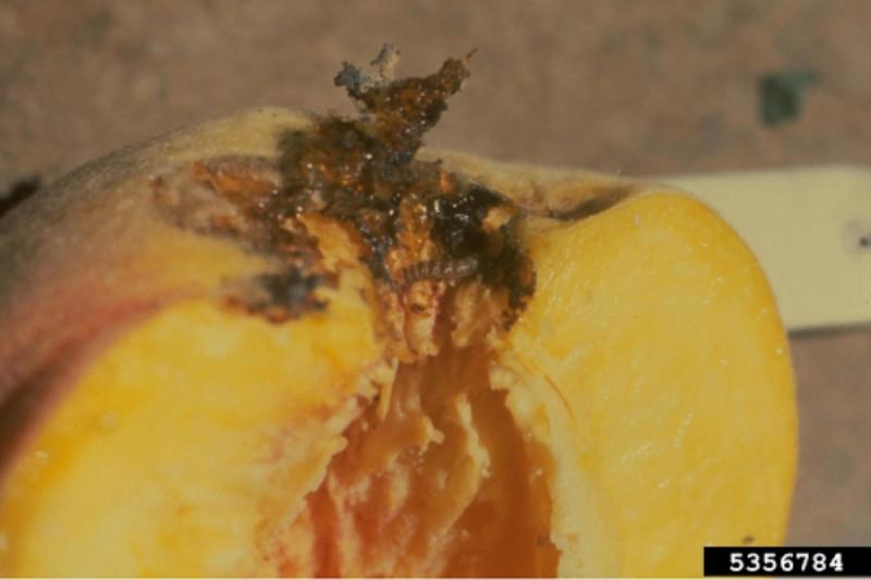 Peach twig borer larva in a peach. Frass and entry holes are also visible.