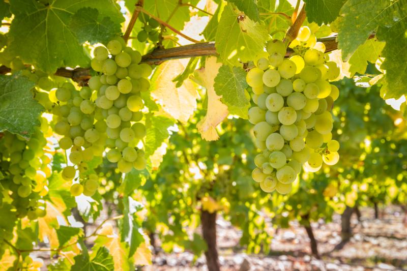 Green grapes still on the vine with the sun shining through leaves. 