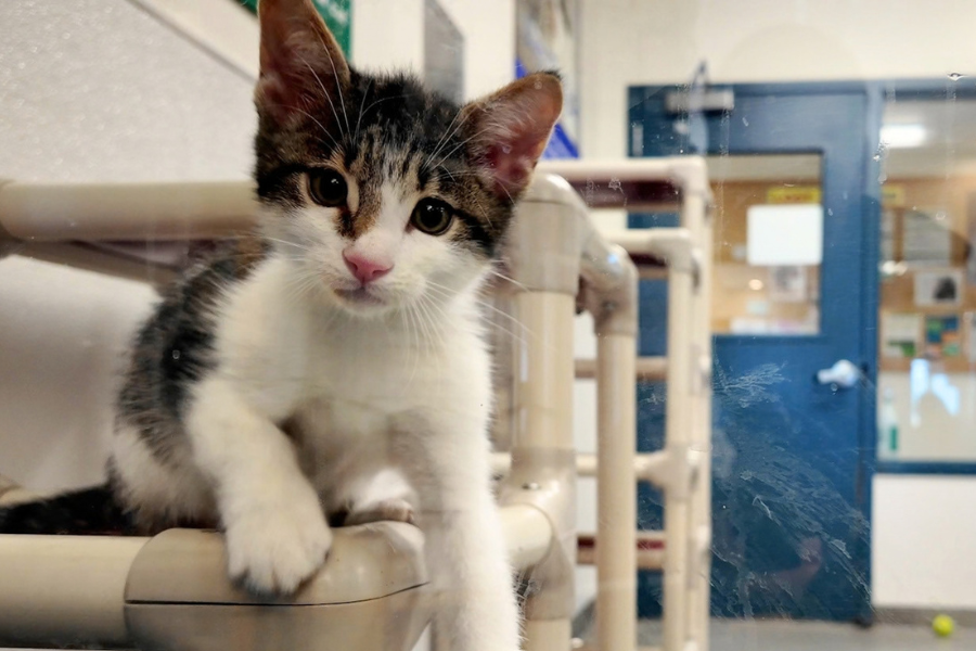 A black and white kitten sits on a cat tower at the Mesa County Animal Services building.